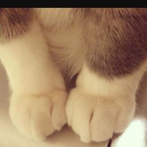 Meet your Posher, Hsin wen